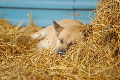Állatmenhely-stock-foto
