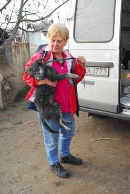 Gál Tiborné-stock-foto