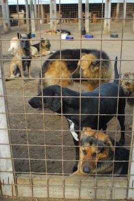 Állatmenhely-stock-foto