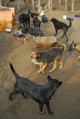 Állatmenhely-stock-foto