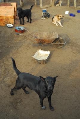 Állatmenhely-stock-foto