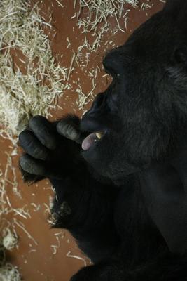 Gorillakölyök született a fővárosi állatkertben-stock-foto