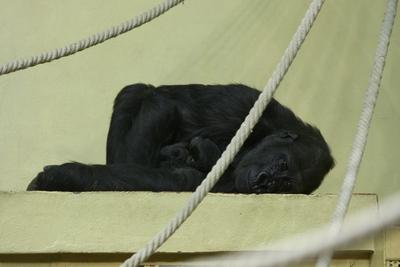 Gorillakölyök született a fővárosi állatkertben-stock-foto