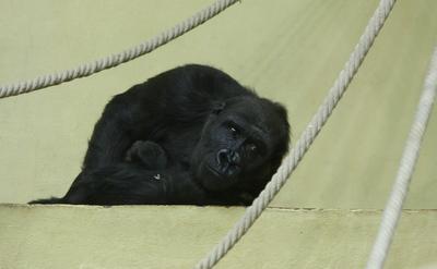 Gorillakölyök született a fővárosi állatkertben-stock-foto