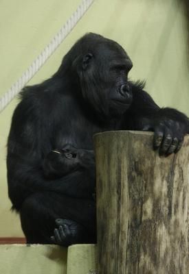 Gorillakölyök született a fővárosi állatkertben-stock-foto