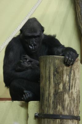 Gorillakölyök született a fővárosi állatkertben-stock-foto