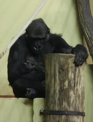 Gorillakölyök született a fővárosi állatkertben-stock-foto