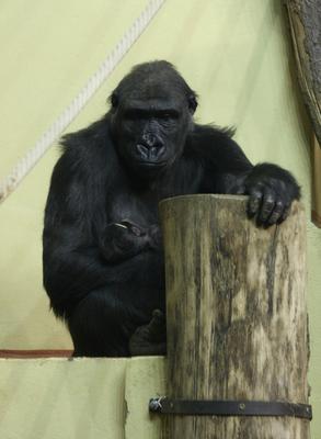Gorillakölyök született a fővárosi állatkertben-stock-foto