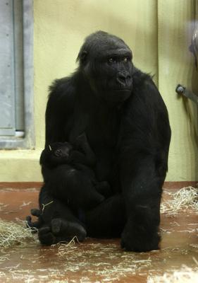Gorillakölyök született a fővárosi állatkertben-stock-foto