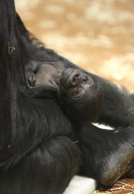 Gorillakölyök született a fővárosi állatkertben-stock-foto