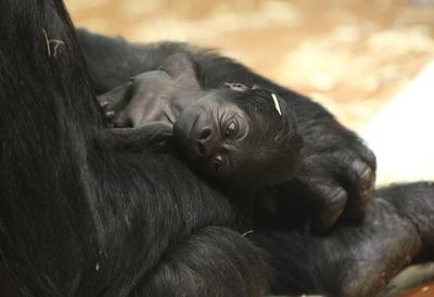 Gorillakölyök született a fővárosi állatkertben-stock-foto