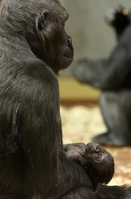 Gorillakölyök született a fővárosi állatkertben-stock-foto