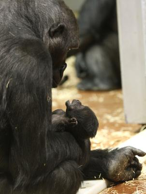Gorillakölyök született a fővárosi állatkertben-stock-foto