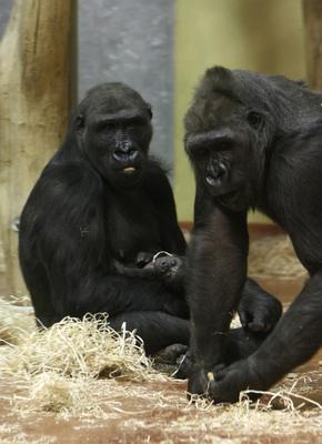 Gorillakölyök született a fővárosi állatkertben-stock-foto