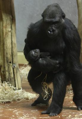 Gorillakölyök született a fővárosi állatkertben-stock-foto