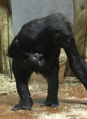 Gorillakölyök született a fővárosi állatkertben-stock-foto
