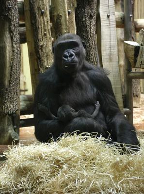 Gorillakölyök született a fővárosi állatkertben-stock-foto