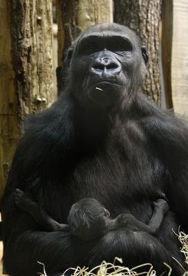 Gorillakölyök született a fővárosi állatkertben-stock-foto