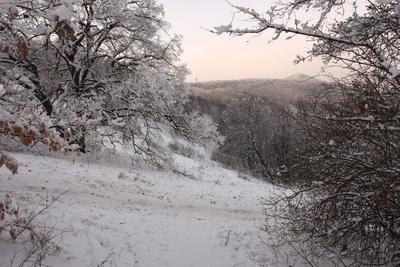 Normafa télen-stock-foto