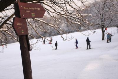 Normafa télen-stock-foto