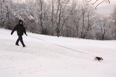 Normafa télen-stock-foto