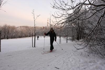 Normafa télen-stock-foto