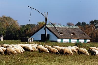 Hortobágy-stock-foto