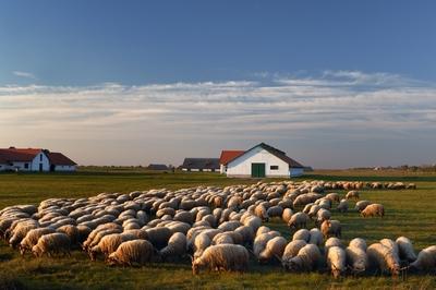 Hortobágy-stock-foto