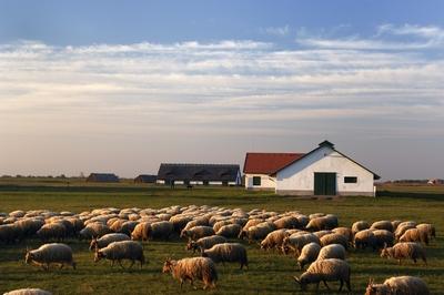 Hortobágy-stock-foto