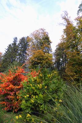 A Zirci Arborétum ősszel-stock-foto