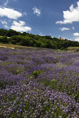 Pannonhalmi Bencés Főapátság-stock-foto