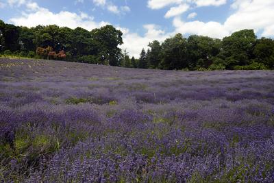 Pannonhalmi Bencés Főapátság-stock-foto