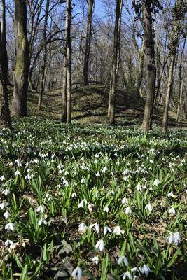 Alcsúti arborétum, hóvirágmező, Alcsútdoboz-stock-foto