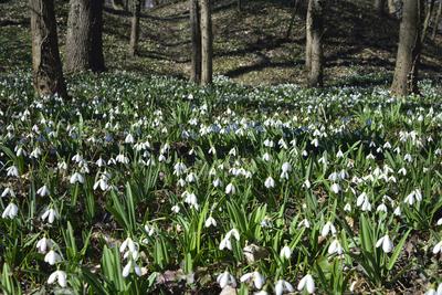 Alcsúti arborétum, hóvirágmező, Alcsútdoboz-stock-foto