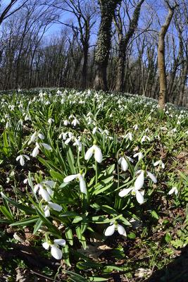 Alcsúti arborétum, hóvirágmező, Alcsútdoboz-stock-foto