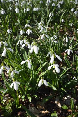 Alcsúti arborétum, hóvirágmező, Alcsútdoboz-stock-foto