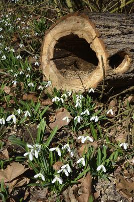 Alcsúti arborétum, hóvirágmező, Alcsútdoboz-stock-foto