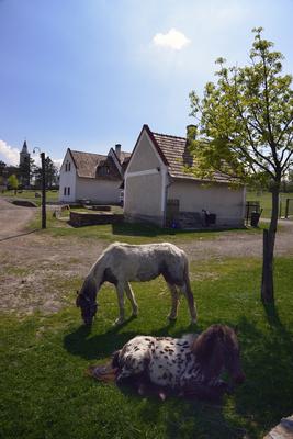 A Salföldi Major egy működő gazdaság életét és őshonos magyar háziállatfajtákat mutat be. A Major a Káli-medencében a Balaton-felvidéki Nemzeti Park információs és ökoturisztikai központja is egyben.
Lovak a Majorban.-stock-foto