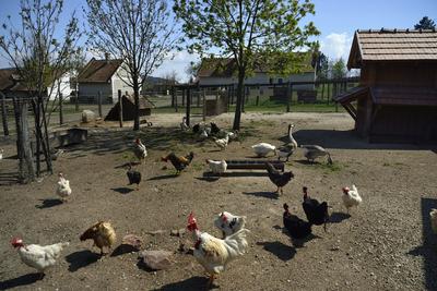 A Salföldi Major egy működő gazdaság életét és őshonos magyar háziállatfajtákat mutat be. A Major a Káli-medencében a Balaton-felvidéki Nemzeti Park információs és ökoturisztikai központja is egyben.
Baromfiudvar a Majorban.-stock-foto