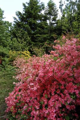 Kám, Jeli arborétum-stock-foto