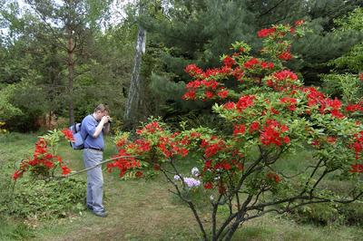 Kám, Jeli arborétum-stock-foto
