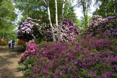 Kám, Jeli arborétum-stock-foto