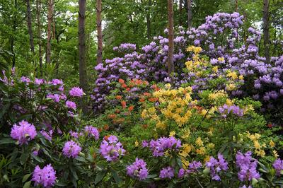 Kám, Jeli arborétum-stock-foto