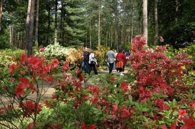 Kám, Jeli arborétum-stock-foto