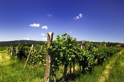 Szőlőültetvény Kőszeg határában-stock-foto