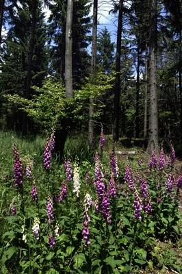 Gyűszűvirág az Írottkő Naturparkban-stock-foto