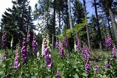 Gyűszűvirág az Írottkő Naturparkban-stock-foto