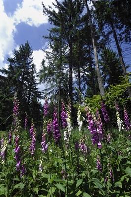 Gyűszűvirág az Írottkő Naturparkban-stock-foto