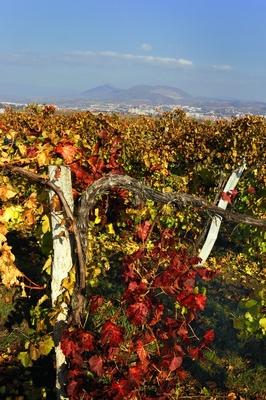 Szőlőültetvény Eger határában-stock-foto