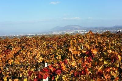 Szőlőültetvény Eger határában-stock-foto